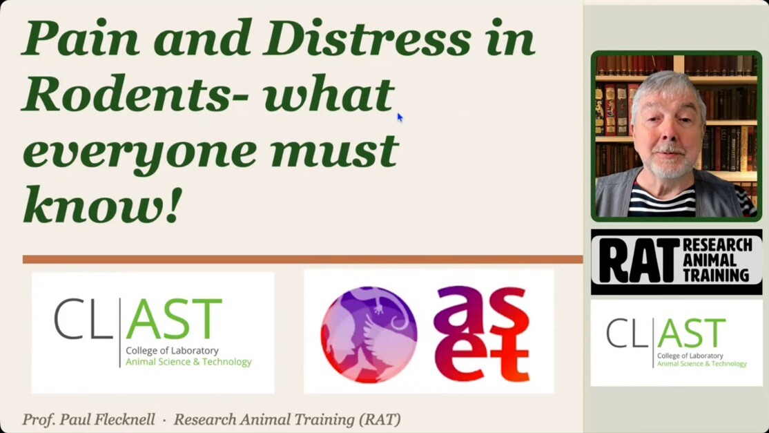 Preview of webinar entitled, "Pain and Distress in Rodents - what everyone must know" with link to a recording of the webinar